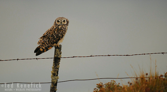 Patagonian Vigil -- Windblown Short-eared Owl on Fence, Chile