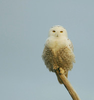 Snowy Owl on Perching Post, Ocean Shores, Washington