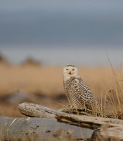 Snowy Owl on Driftwood Plain, Ocean Shores, Washington