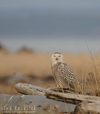 Snowy Owl on Driftwood Plain, Ocean Shores, Washington
