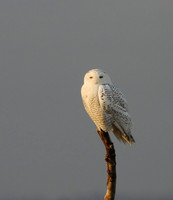 Winter Glowing White -- Snowy Owl, Ocean Shores Washington