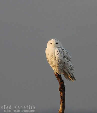 Winter Glowing White -- Snowy Owl, Ocean Shores Washington