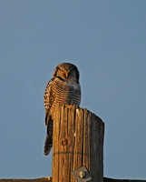 Last Light - Northern Hawk-Owl, Okanogan County, Washington