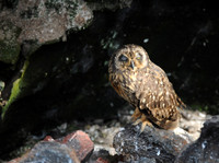 Sleep with One Eye Open  Short-eared Owl, Galapagos Islands