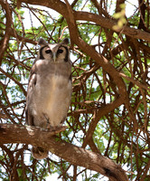 Verreaux's Eagle-Owl at Daytime Roost, Amboseli, Kenya