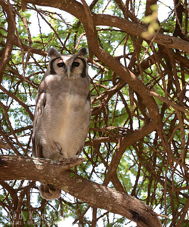 Verreaux's Eagle-Owl at Daytime Roost, Amboseli, Kenya