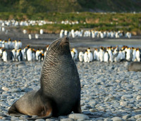 Antarctic Fur-Seal, South Georgia Island