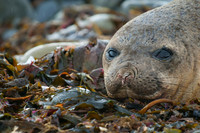 Southern Elephant Seal, Bleaker Island, Falkland Islands