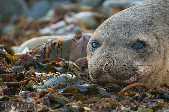 Southern Elephant Seal, Bleaker Island, Falkland Islands