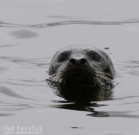 Curiosity -- Harbor Seal, Clam Lagoon, Adak Island, Alaska