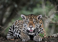 Panting Jaguar on Hot Evening, The Pantanal, Brazil