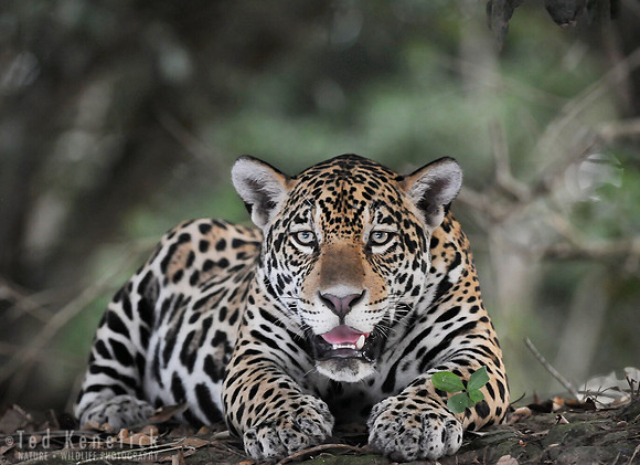 Panting Jaguar on Hot Evening, The Pantanal, Brazil