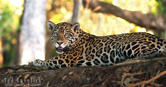 Jaguar in Evening Light, Cuiaba River, The Pantanal, Brazil