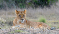 Lion Portrait -- Laikipia Plateau, Kenya
