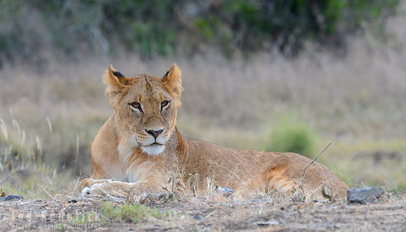 Lion Portrait -- Laikipia Plateau, Kenya