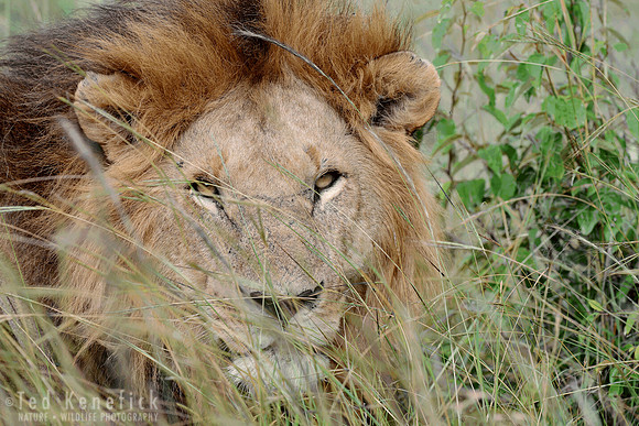 Wild Grass -- Maasai Mara, Kenya