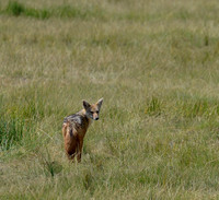 Last Look - Black-backed Jackal, Amboseli, Kenya