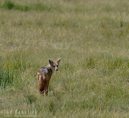 Last Look - Black-backed Jackal, Amboseli, Kenya