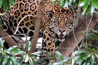 Male Jaguar in Riverside Tree, Cuiaba River, The Pantanal, Brazil
