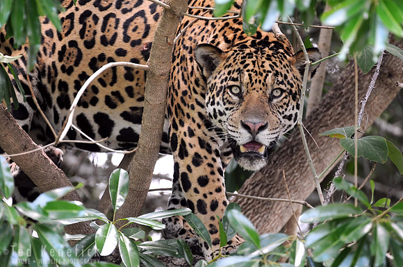 Male Jaguar in Riverside Tree, Cuiaba River, The Pantanal, Brazil
