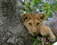 In the Crook of a Tree, Maasai Mara, Kenya