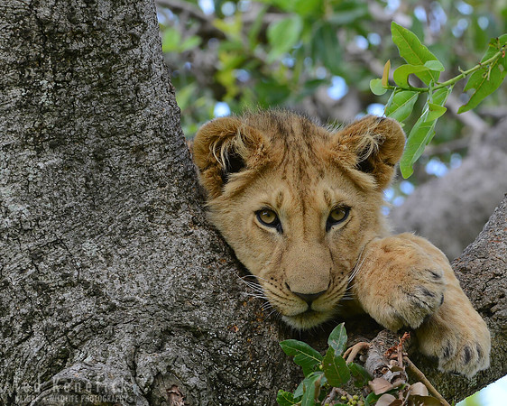 In the Crook of a Tree, Maasai Mara, Kenya