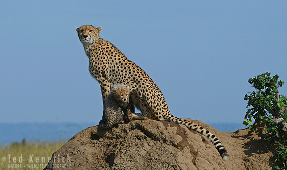 Protection -- Maasai Mara, Kenya