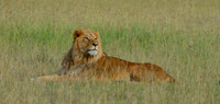 Regal Pose -- Maasai Mara, Kenya