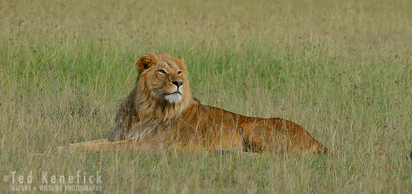 Regal Pose -- Maasai Mara, Kenya
