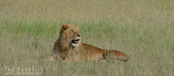 Whose Land is This -- Masai Mara, Kenya