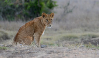 Ready for the Hunt - Laikipia Plateau, Kenya
