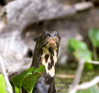 Popping Up -- Giant River Otter, Rio Claro, The Pantanal, Brazil
