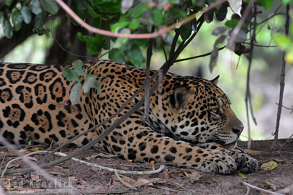 Resting by the River, Cuiaba River, The Pantanal, Brazil