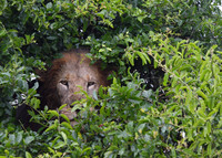 Big Lion, Small Bush, Queen Elizabeth National Park, Uganda