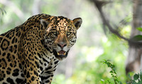 Jaguar Stare -- The Pantanal, Brazil