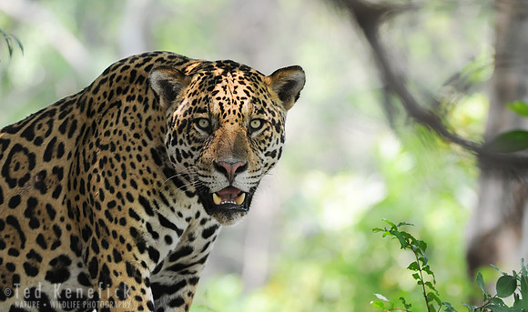 Jaguar Stare -- The Pantanal, Brazil