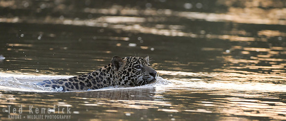 Crossing the Cuiaba -- Jaguar, The Pantanal, Brazil