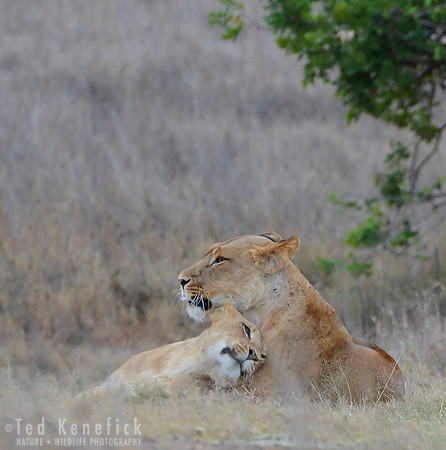 A Moment, Laikipia, Kenya
