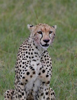 Cheetah Portrait, Maasai Mara, Kenya