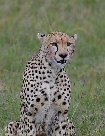 Cheetah Portrait, Maasai Mara, Kenya
