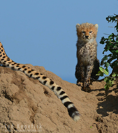 Always Close, Maasai Mara, Kenya