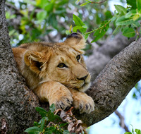 An Afternoon's Rest, Maasai Mara, Kenya