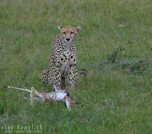Cheetah with Gazelle Prey -- Maasai Mara, Kenya