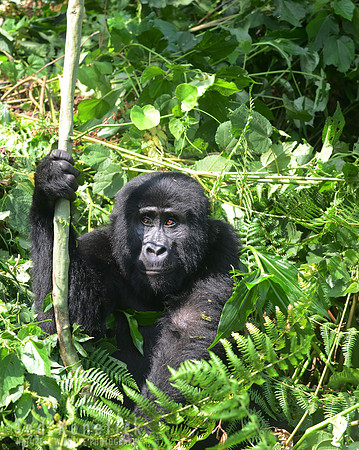 Mouintain Gorilla in Lush Thicket, Bwindi, Uganda