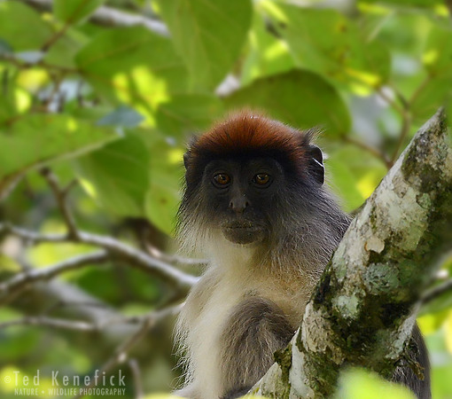Red Colobus Monkey, Bigodi Wetland, Uganda