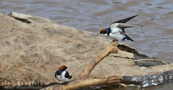 Wire-tailed Swallows on Mara River, Maasai Mara, Kenya