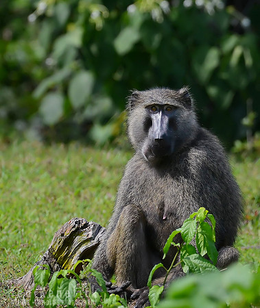 Olive Baboon, Staredown, Kibale National Park, Uganda