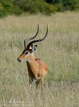 Impala Portrait -- Maasai Mara, Kenya
