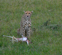 Cheetah with Gazelle Prey -- Maasai Mara, Kenya