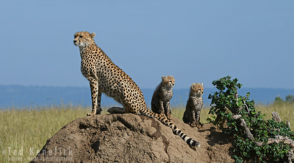 Watchful Eyes - Maasai Mara, Kenya